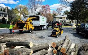 Best Tree and Shrub Care  in Shoreview, MN